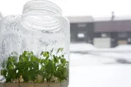 培養苗の様子
