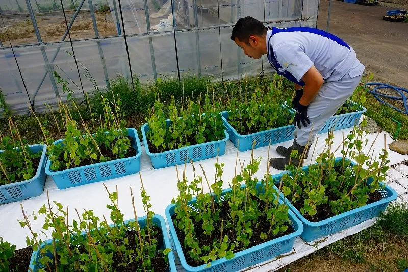 運ぶ苗の生育を確認する様子