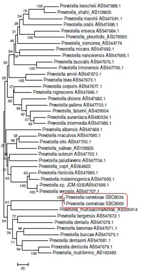 Prevotella cerevisiaeを新種として提唱