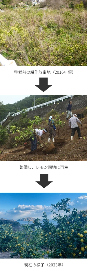 耕作放棄地をレモン園地へ