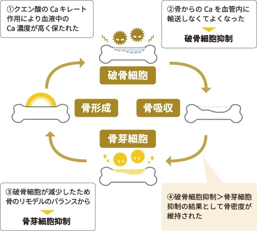 レモン果汁の継続摂取による、骨密度の増加を確認 